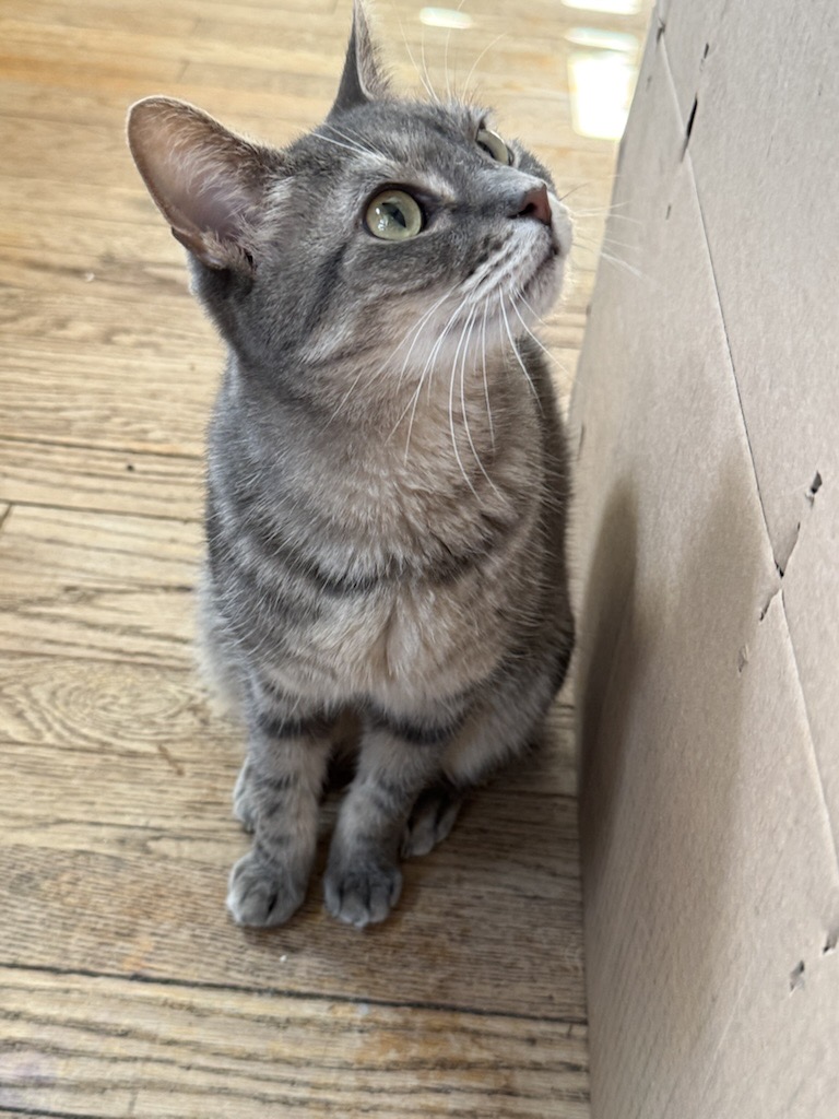 Adopt